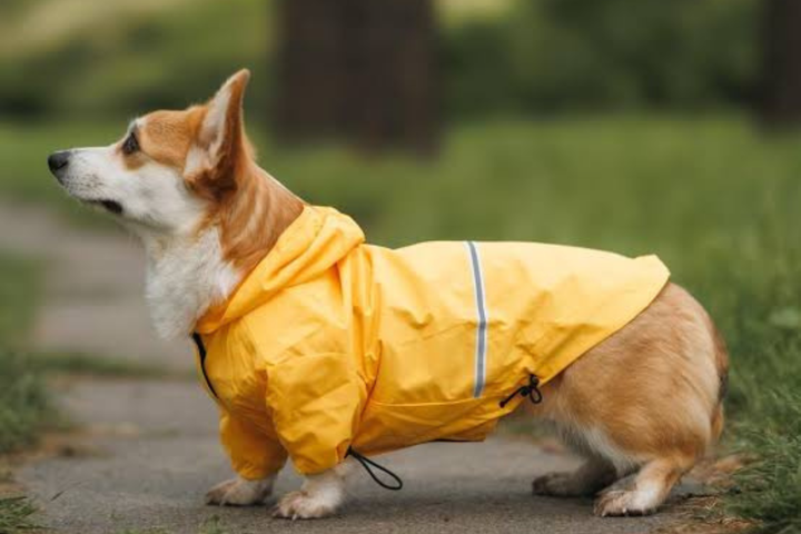 Stylish Comfort For Furry Friends