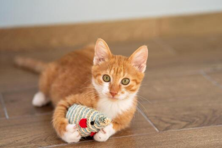 Fun Activities For Playful Pets