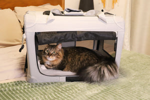 Travel Essentials For Happy Companions